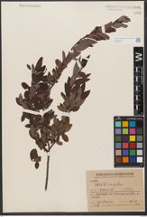 Foto von Salix wilsonii Seemen